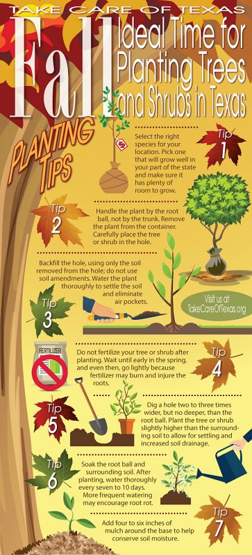 Fall Planting Tips