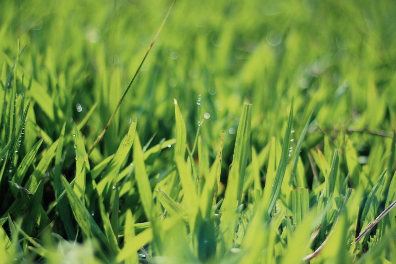 Grass
